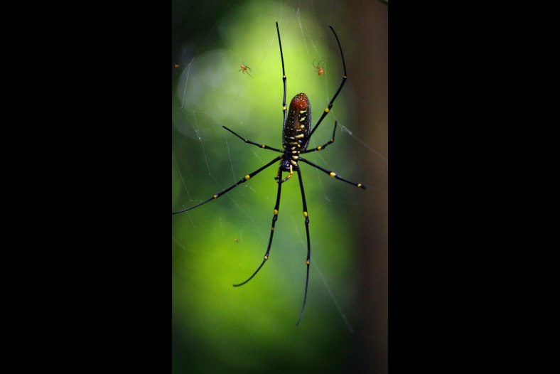 Arachnid Family